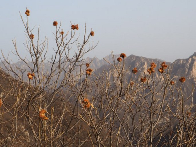 CASTANEA MOLLISSIMA Blume - kaštanovník / gaštan