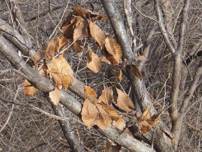 Castanea mollissima