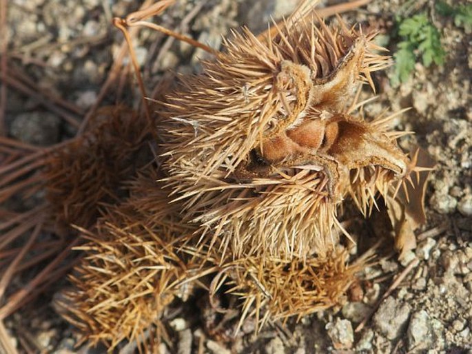 Castanea mollissima