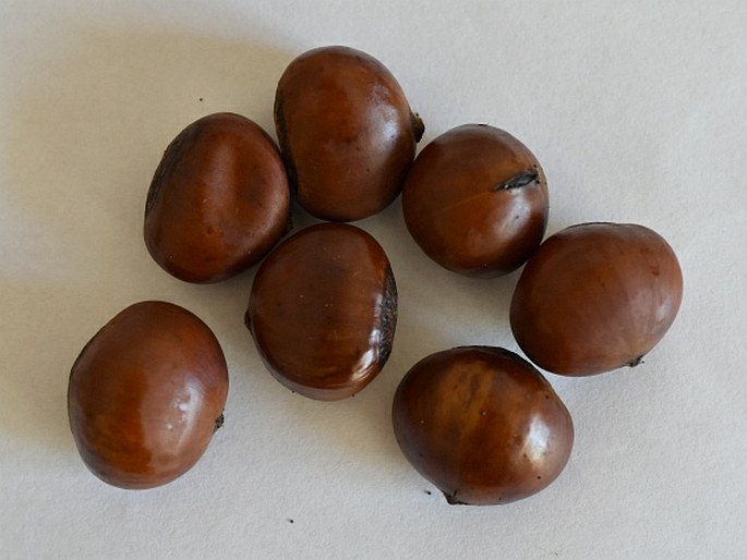 Castanea mollissima