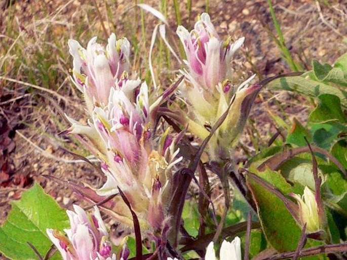 CASTILLEJA PAVLOVII Rebrist.