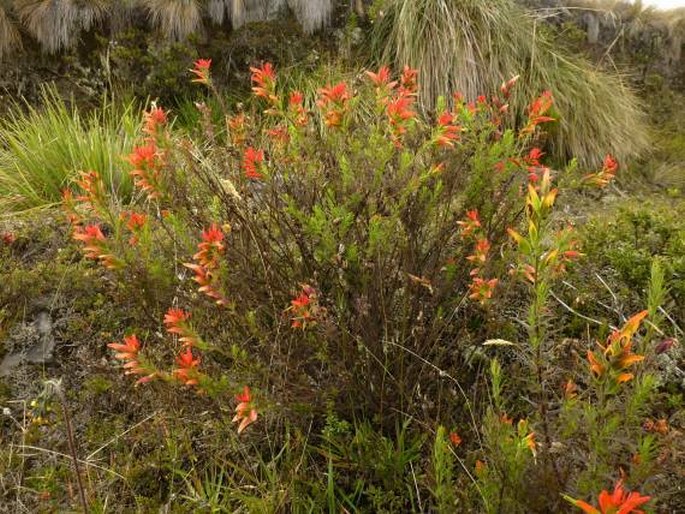 Castilleja fissifolia