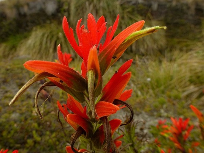 Castilleja fissifolia