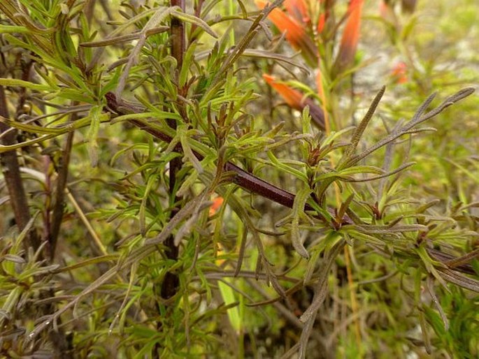 Castilleja fissifolia