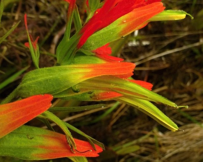 Castilleja fissifolia