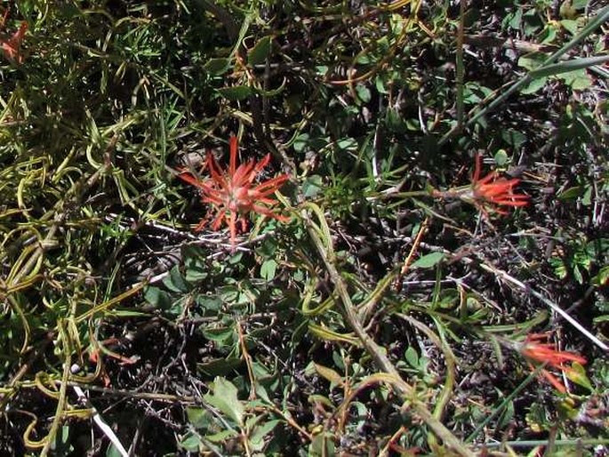 Castilleja linariifolia