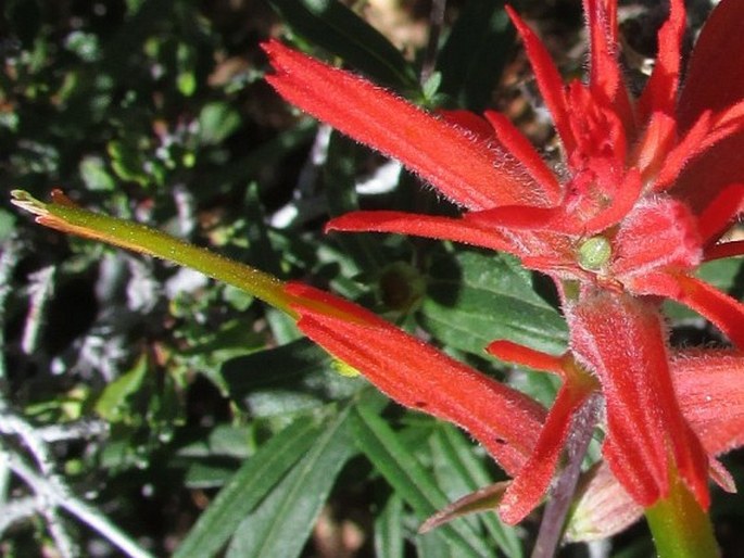 Castilleja linariifolia