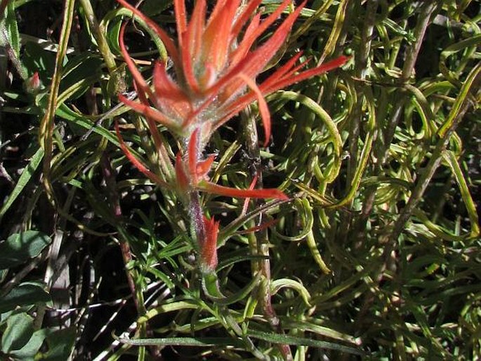 Castilleja linariifolia