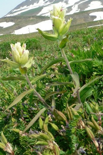 Castilleja pallida