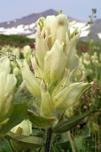 Castilleja pallida