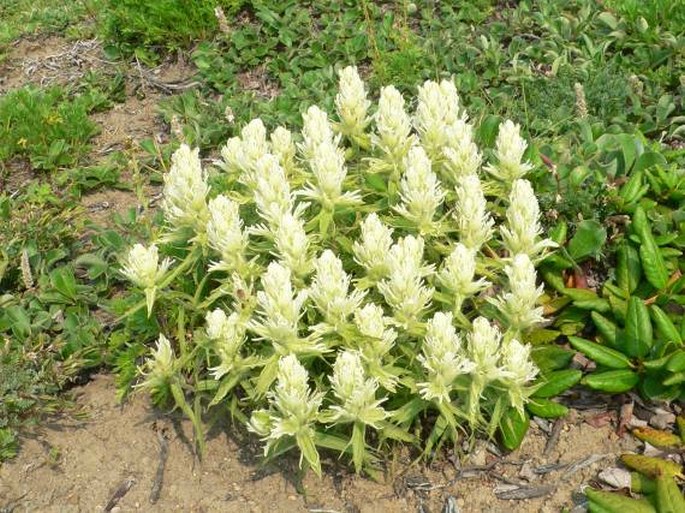 Castilleja pallida