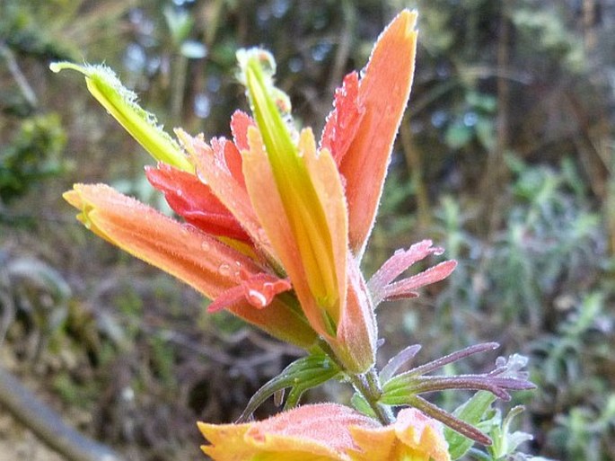 Castilleja fissifolia