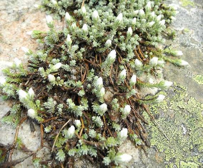 CASTROVIEJOA FRIGIDA (Labill.) Galbany et al.