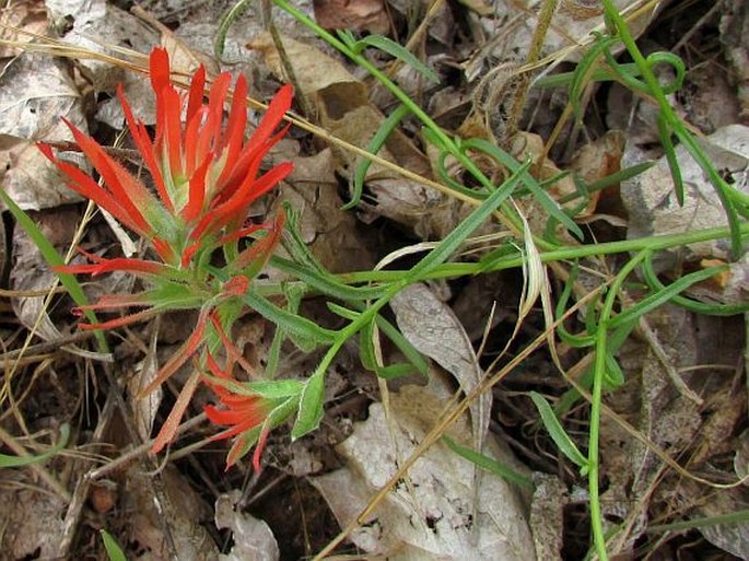 CASTILLEJA SCABRIDA Eastw.