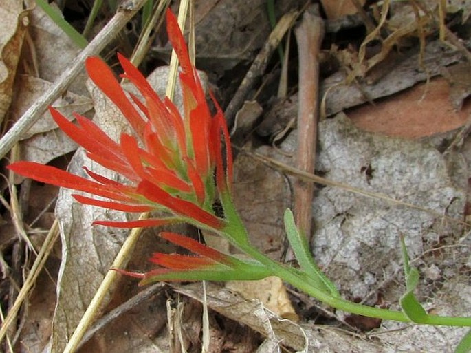 Castilleja scabrida