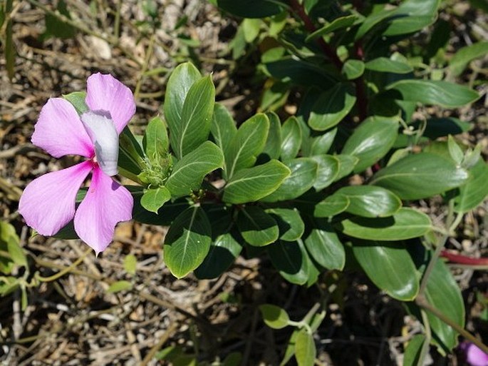 Catharanthus roseus