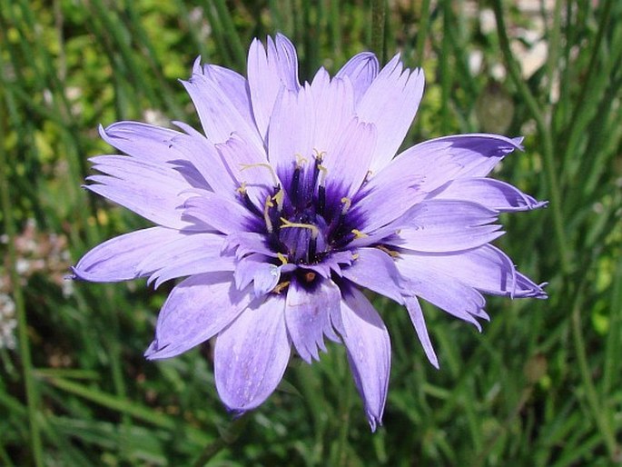 CATANANCHE CAERULEA L. - poblekla modrá / katananka belasá