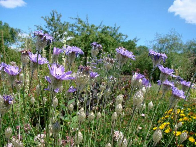 Catananche caerulea