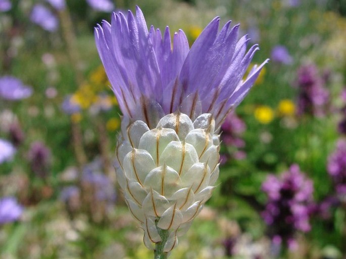 Catananche caerulea