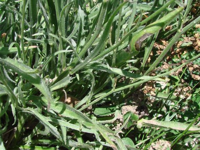 Catananche caerulea