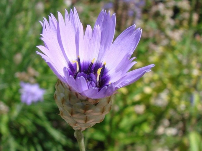 Catananche caerulea