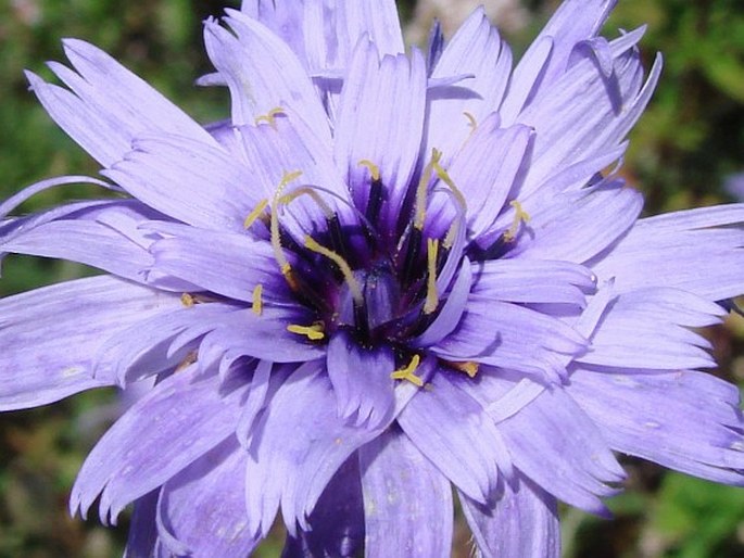 Catananche caerulea