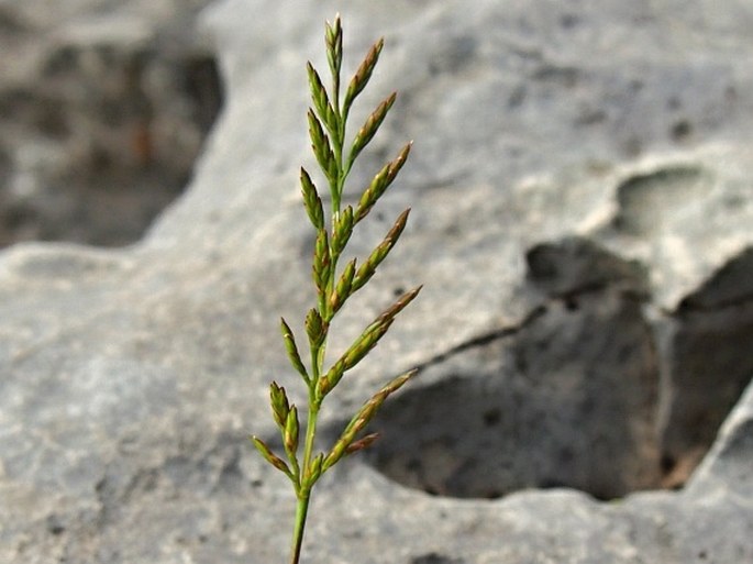 CATAPODIUM RIGIDUM (L.) C. E. Hubb. – tvrdovka tuhá