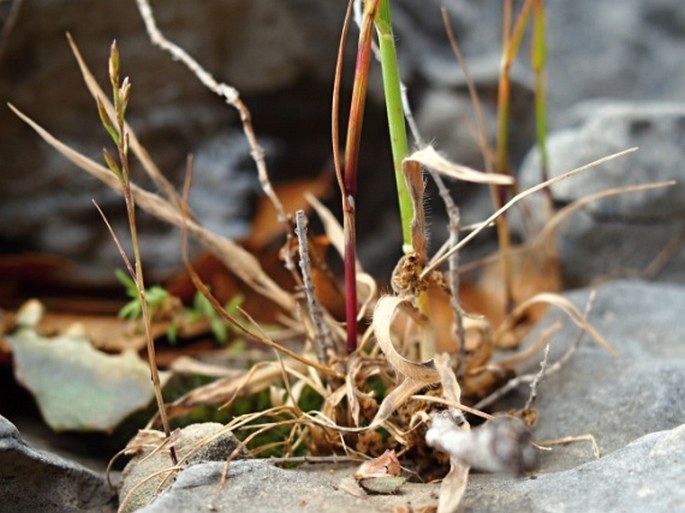 Catapodium rigidum