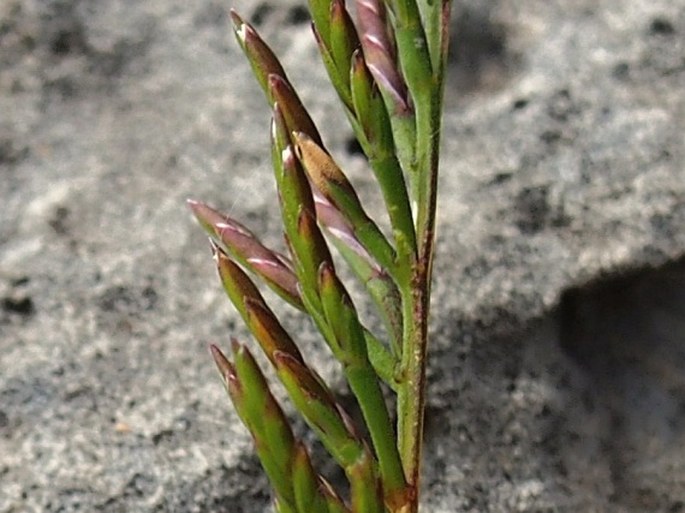 Catapodium rigidum