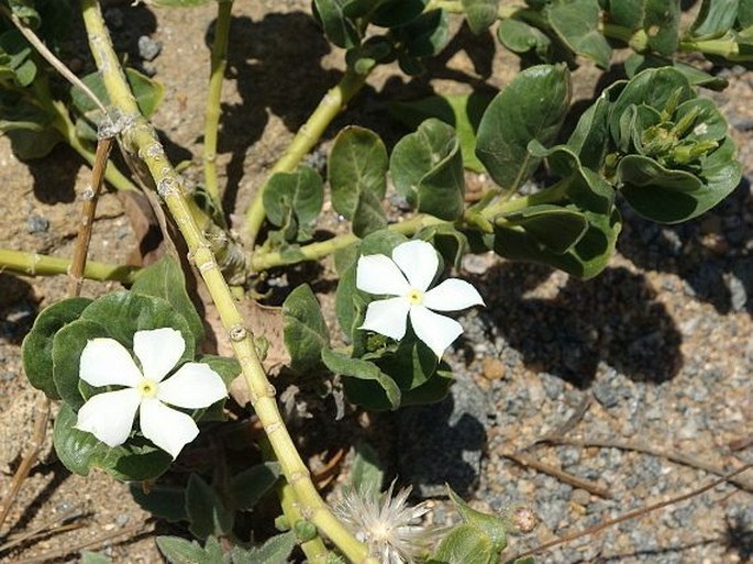 CATHARANTHUS OVALIS Markgr. - katarantus