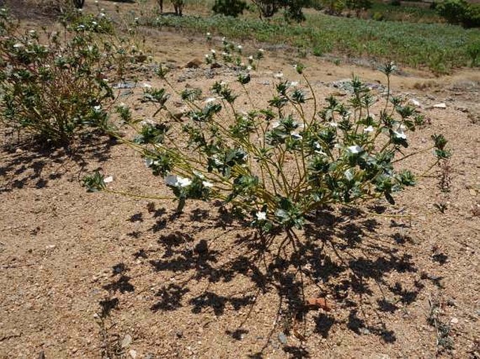 Catharanthus ovalis