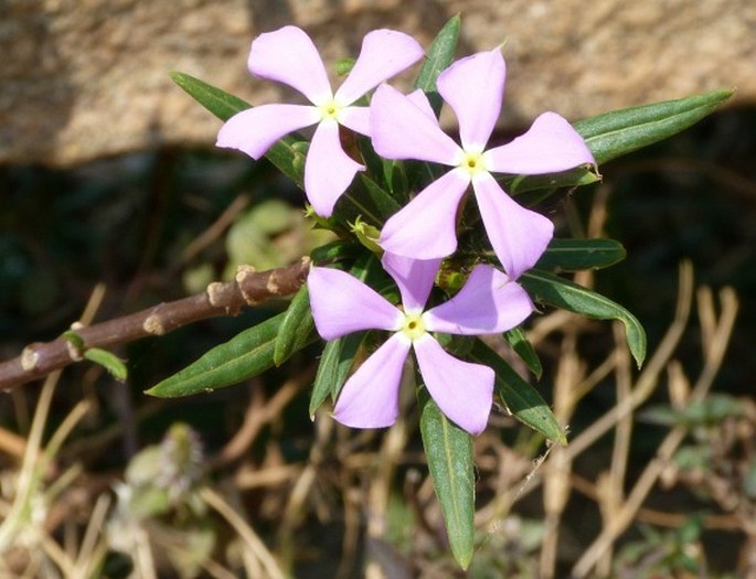 CATHARANTHUS LONGIFOLIUS (Pichon) Pichon - katarantus