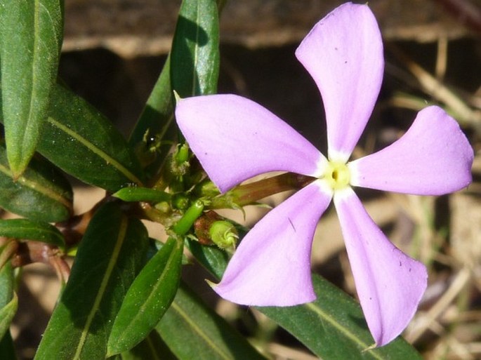 Catharanthus longifolius