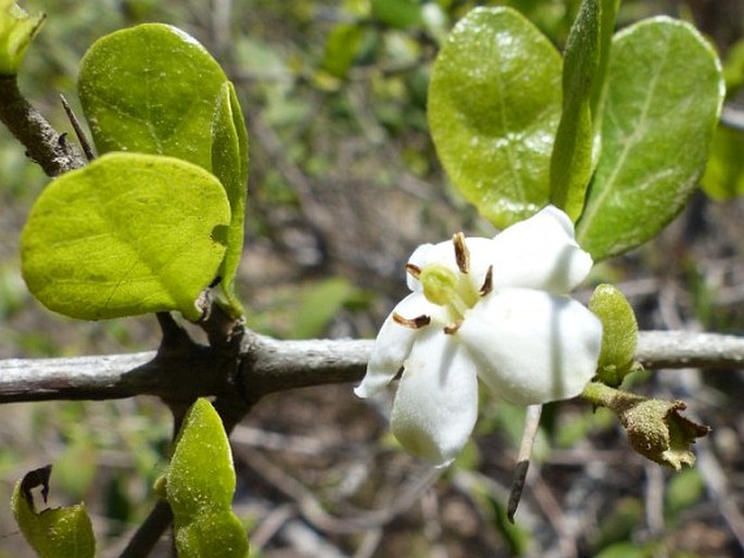 Catunaregam obovata