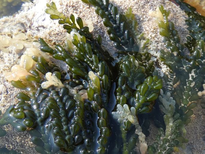 Caulerpa cactoides