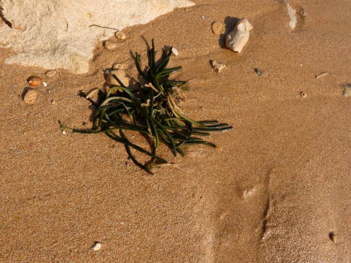 Caulerpa papillosa