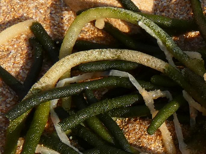 Caulerpa papillosa