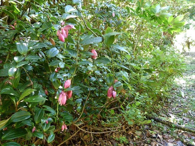 Cavendishia bracteata