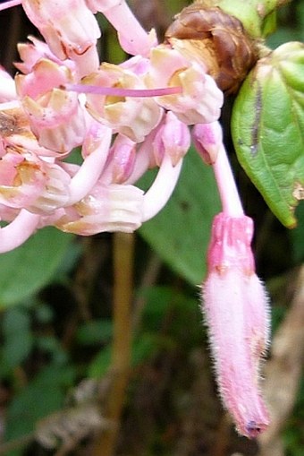 Cavendishia wercklei