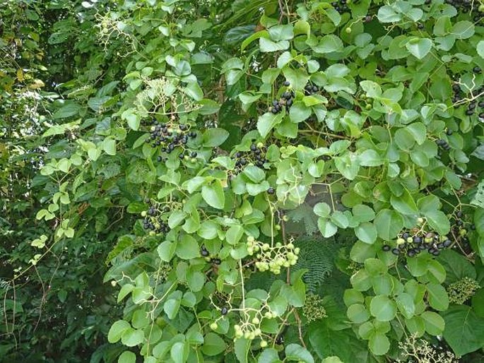Cayratia trifolia