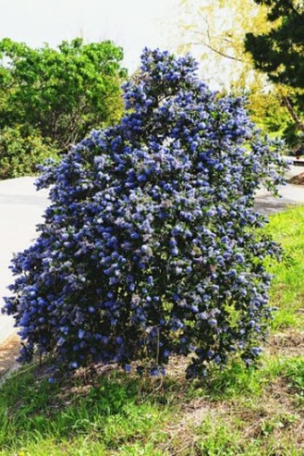 Ceanothus griseus