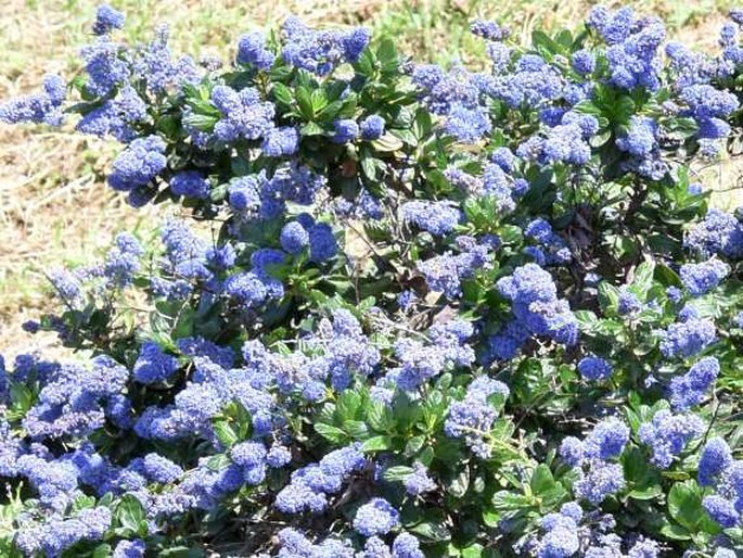 Ceanothus griseus