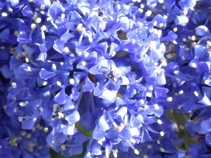 Ceanothus griseus