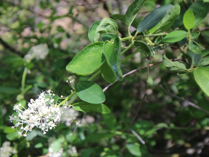 Ceanothus integerrimus