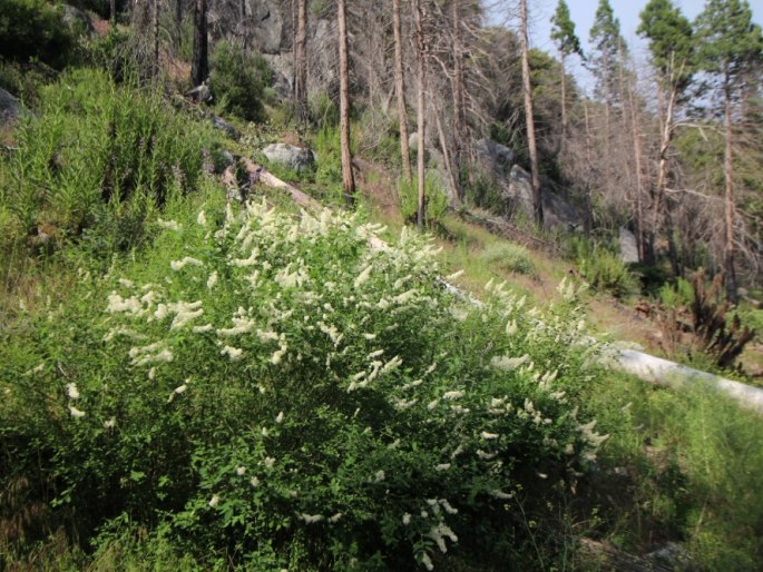 Ceanothus integerrimus