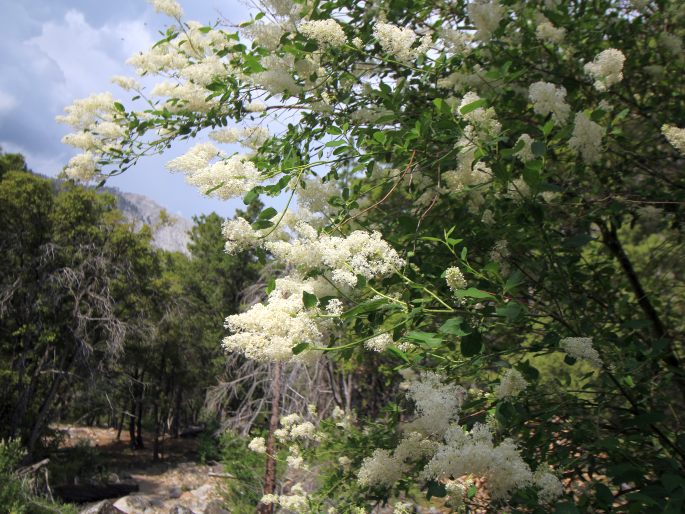 Ceanothus integerrimus