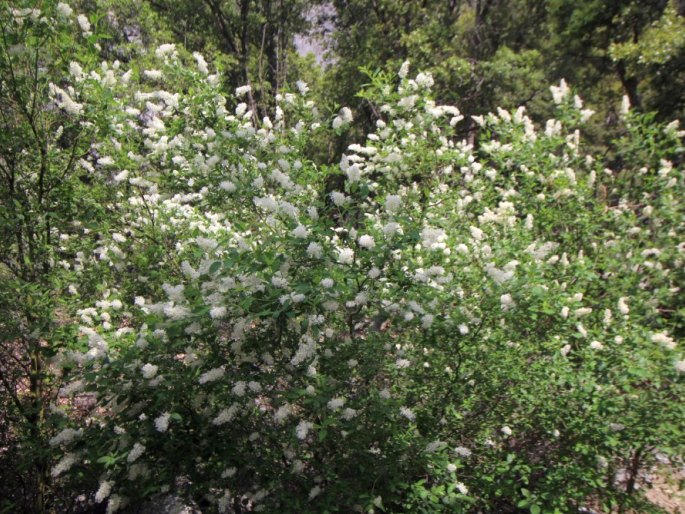 Ceanothus integerrimus