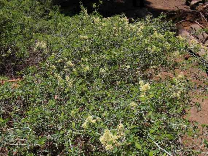 Ceanothus cordulatus