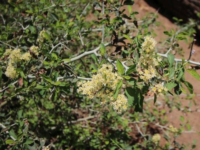 Ceanothus cordulatus