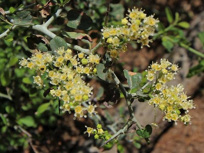 Ceanothus cordulatus